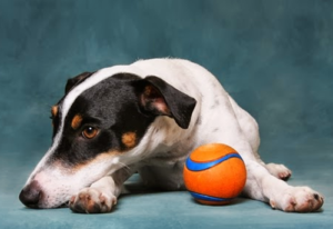 Como saber se seu cachorro está gripado?