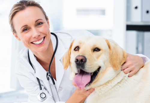 Os benefícios da castração em cães e gatos