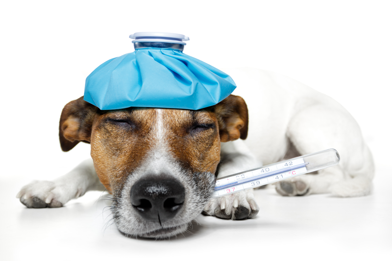 Como saber se seu cachorro está gripado?