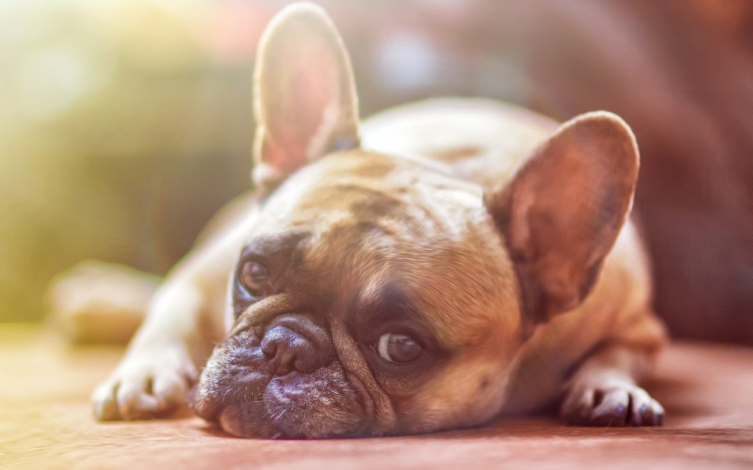 Como tratar a síndrome do abandono em cães