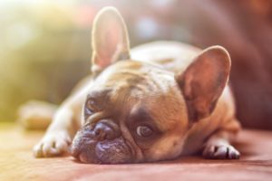 Síndrome de Abandono em cães
