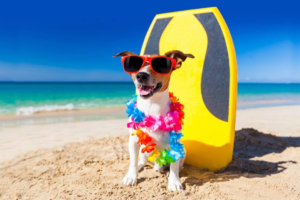 7 dicas para cuidar do seu pet no verão